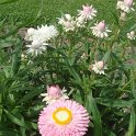 Picasa 2.7